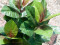 Rubber tree, artificial plant, 100cm