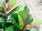 Rubber tree, artificial plant, 100cm