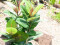 Rubber tree, artificial plant, 100cm