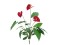 Anthurium, artificial, 70cm