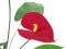 Anthurium, artificial, 70cm