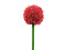 Alliumzweig, künstlich, rot, 55cm
