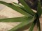Aloe (EVA), künstlich, grün, 50cm