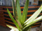 Aloe (EVA), künstlich, grün, 50cm