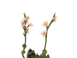 Steinrose (EVA), Kunstpflanze, pink, 32cm