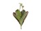Water Lily (EVA),artificial plant, closed, green, 45cm