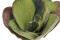 Water Lily (EVA),artificial plant, closed, green, 45cm