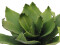 Agave (EVA), künstlich, grün, 35cm