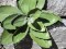 Agave (EVA), künstlich, grün, 35cm