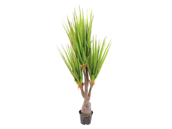 Sabre-tooth century plant, artificial plant, 185cm