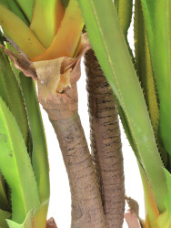 Sabre-tooth century plant, artificial plant, 185cm