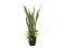Succulent-Mix, artificial plant, 190cm
