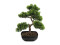 Bonsai-Pinie, Kunstpflanze, 50cm