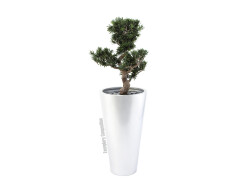 Bonsai podocarpus, artificial plant, 80cm