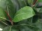 Rubber tree, artificial plant, 120cm