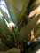 Rubber tree, artificial plant, 120cm