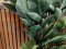 Rubber tree, artificial plant, 120cm