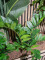 Zamifolia, artificial plant, 70cm