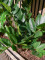 Zamifolia, artificial plant, 70cm