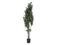 Schefflera, artificial,120cm