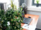 Schefflera, artificial,120cm