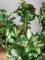 Schefflera, artificial,120cm