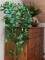 Schefflera, artificial,120cm