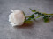 Crystal rose, white, artificial flower, 81cm 12x