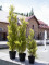 Cypress, Leyland, artificial plant, 60cm