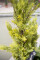 Cypress, Leyland, artificial plant, 60cm