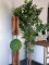 Boxwood ball, artificial, ~25cm