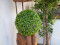 Boxwood ball, artificial, ~25cm
