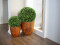 Boxwood ball, artificial, ~25cm