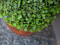 Boxwood ball, artificial, ~25cm