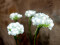 Hydrangea, white, with flowers, 100 LEDs