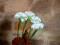 Hydrangea, white, with flowers, 100 LEDs