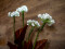 Hydrangea, white, with flowers, 100 LEDs