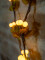 Heather twig, with LEDs, 180cm