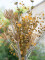 Eucalyptus spray, artificial, yellow-green, 110cm