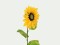 Sunflower, artificial plant, 70cm
