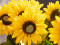 Sunflower, artificial plant, 70cm