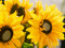 Sunflower, artificial plant, 70cm