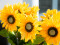 Sunflower, artificial plant, 70cm