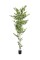 Birch Tree, artificial plant, 210cm