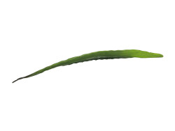 Aloe leaf (EVA), artificial, green, 60cm