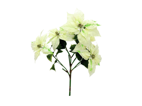 Poinsettia bush, cream, 60cm