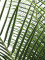 Phoenix palm deluxe, artificial plant, 220cm