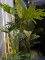 Split Philo Plant, artificial, 120cm