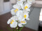 Orchid arrangement 1, artificial