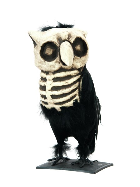 Owl horror